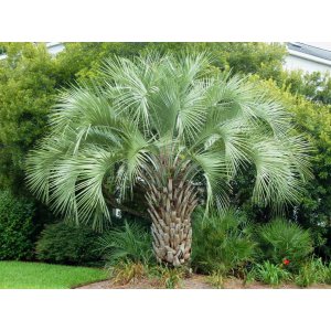 Butia Capitata - celková výška 120-140 cm, kont. C30L (-12°C)